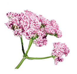 Valeriane 500mg (زهرة الناردين)